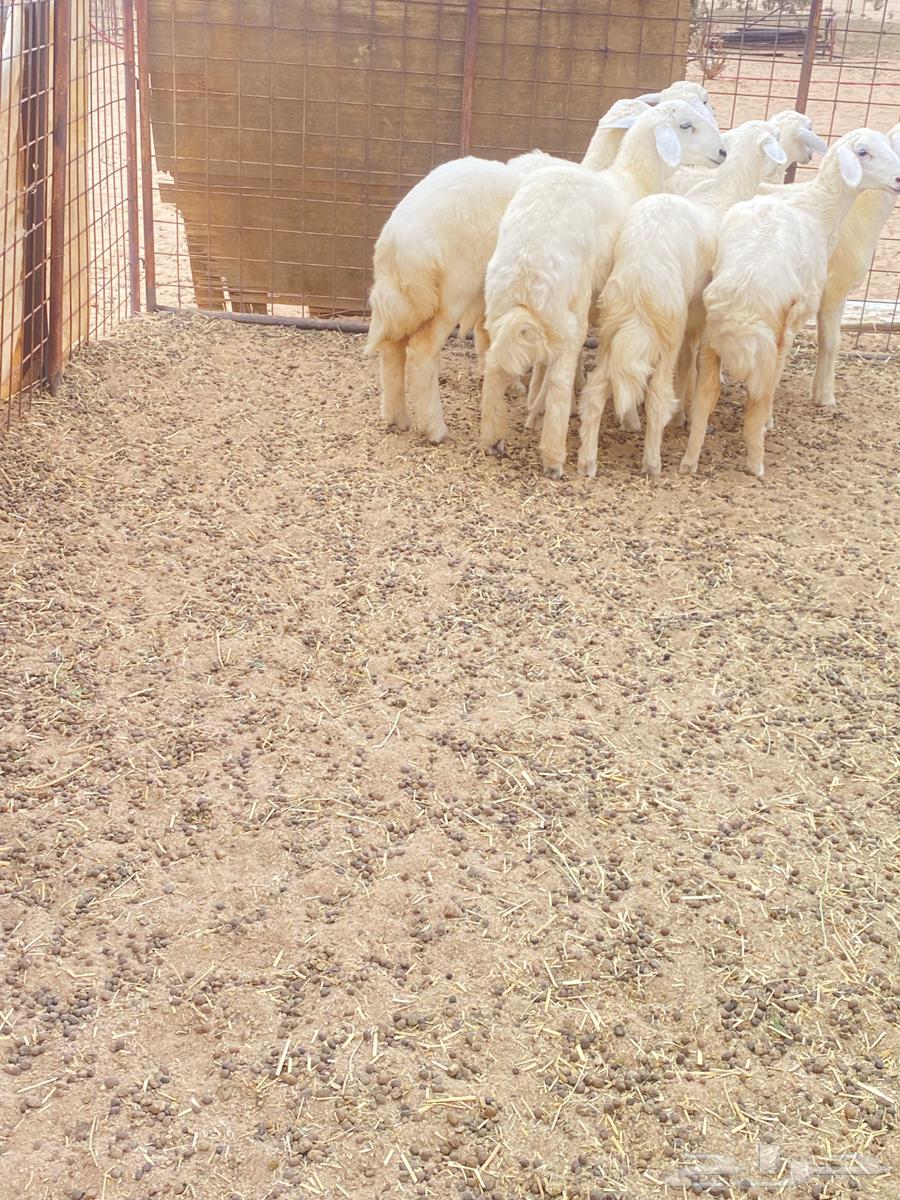 Hello, I present to you Rahal Teyba issue number 664372668024322111