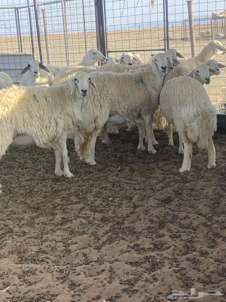 ضان حرش جذعات وثنيه العدد 15 صنف من الطايف اصلها64366571492225112