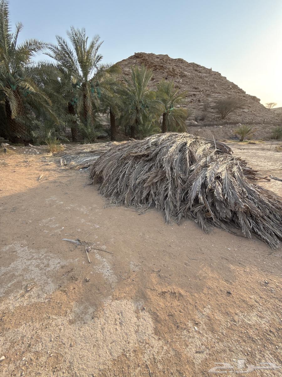 جريد نخل للبيع64371074584322111