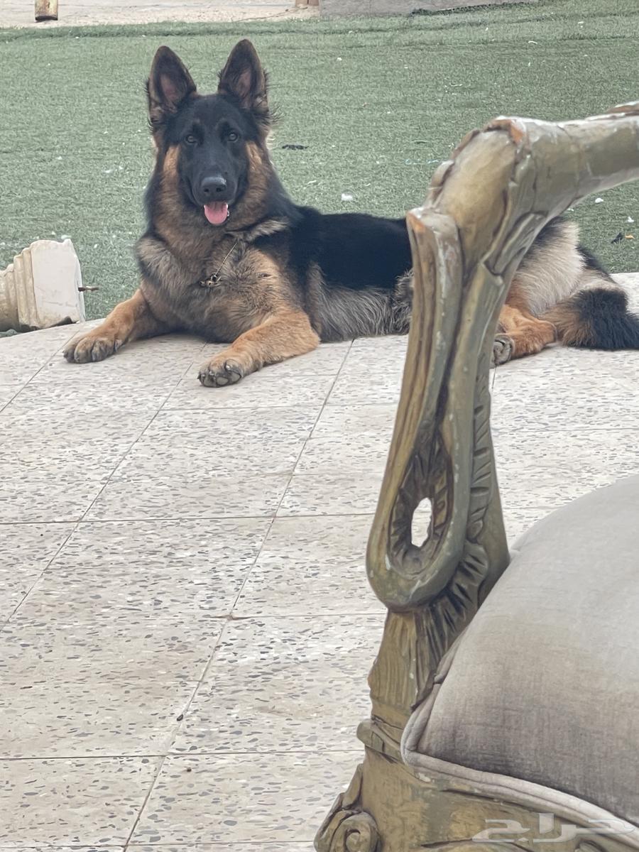 جيرمن ورك لاين64376974485505111