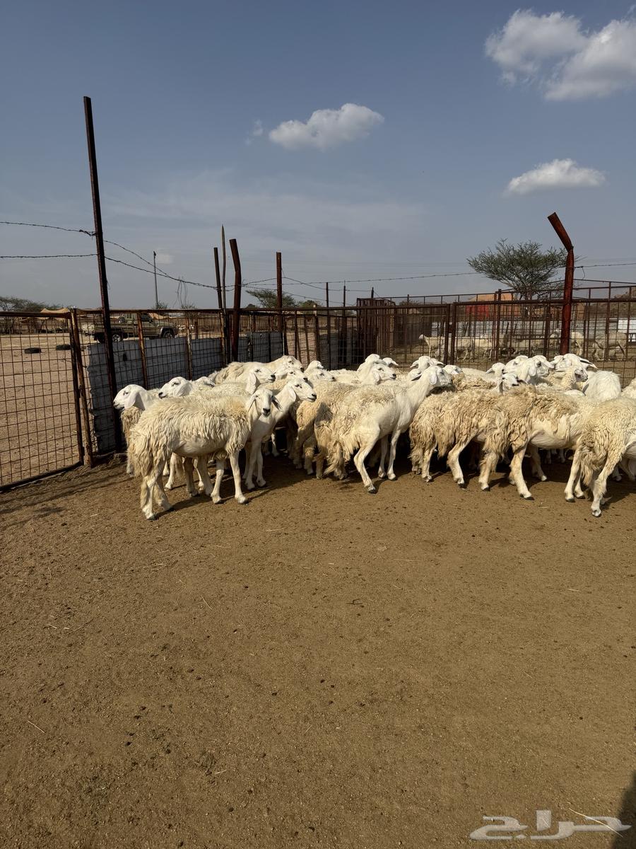 رخال حريات صنف ودفيع64373462715649114