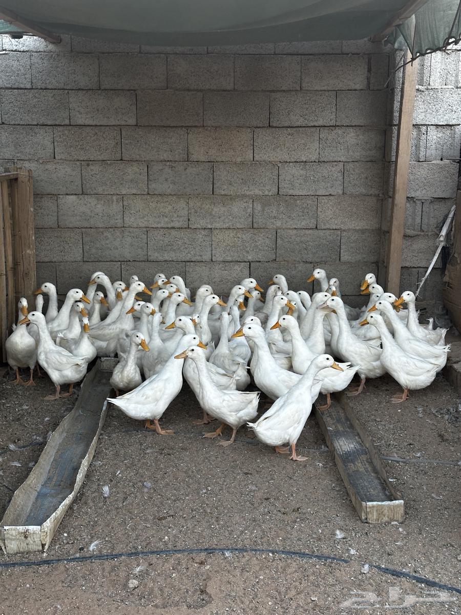 بط بكيني 5 الى 7 شهور العمر64372273356290110