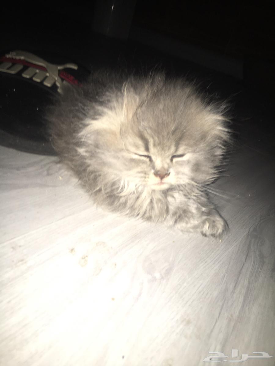 قطط سكوتش فولد بيور64378164208899113