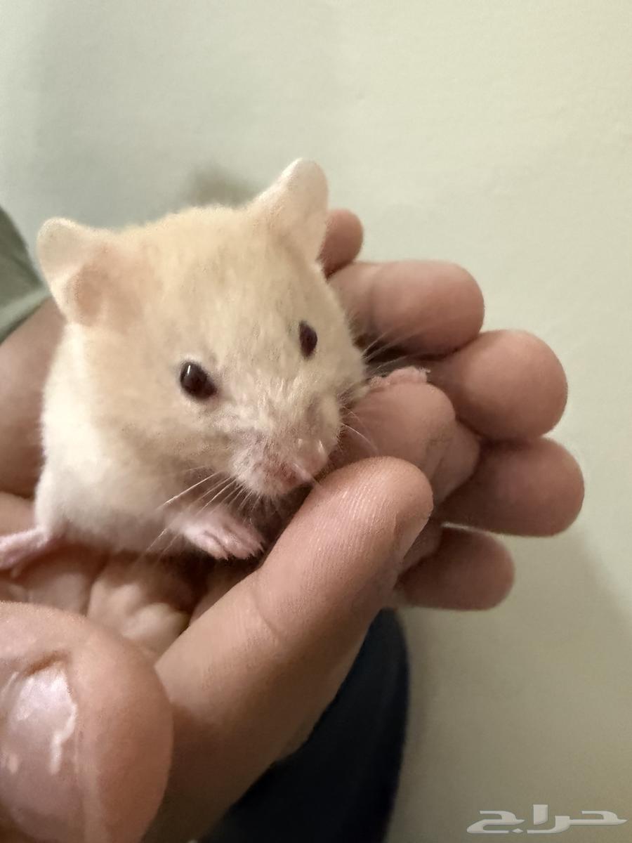Syrian hamster for 15 SAR each64367055610113110