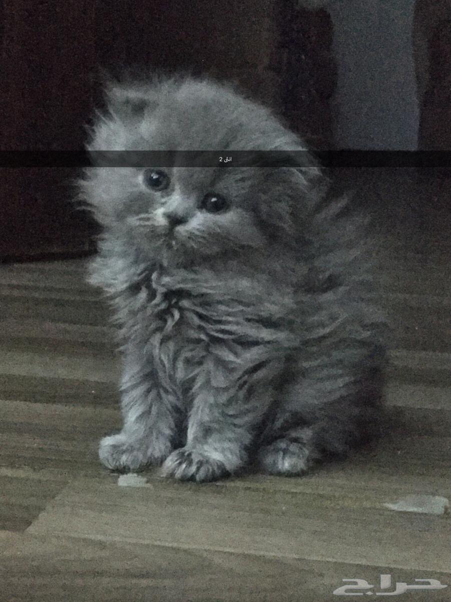 قطط سكوتش فولد بيور64378164208899111