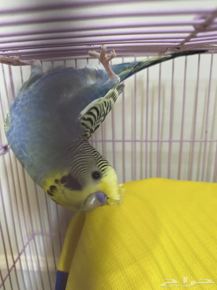 بادجي لعوب جدا  8064365439946497110