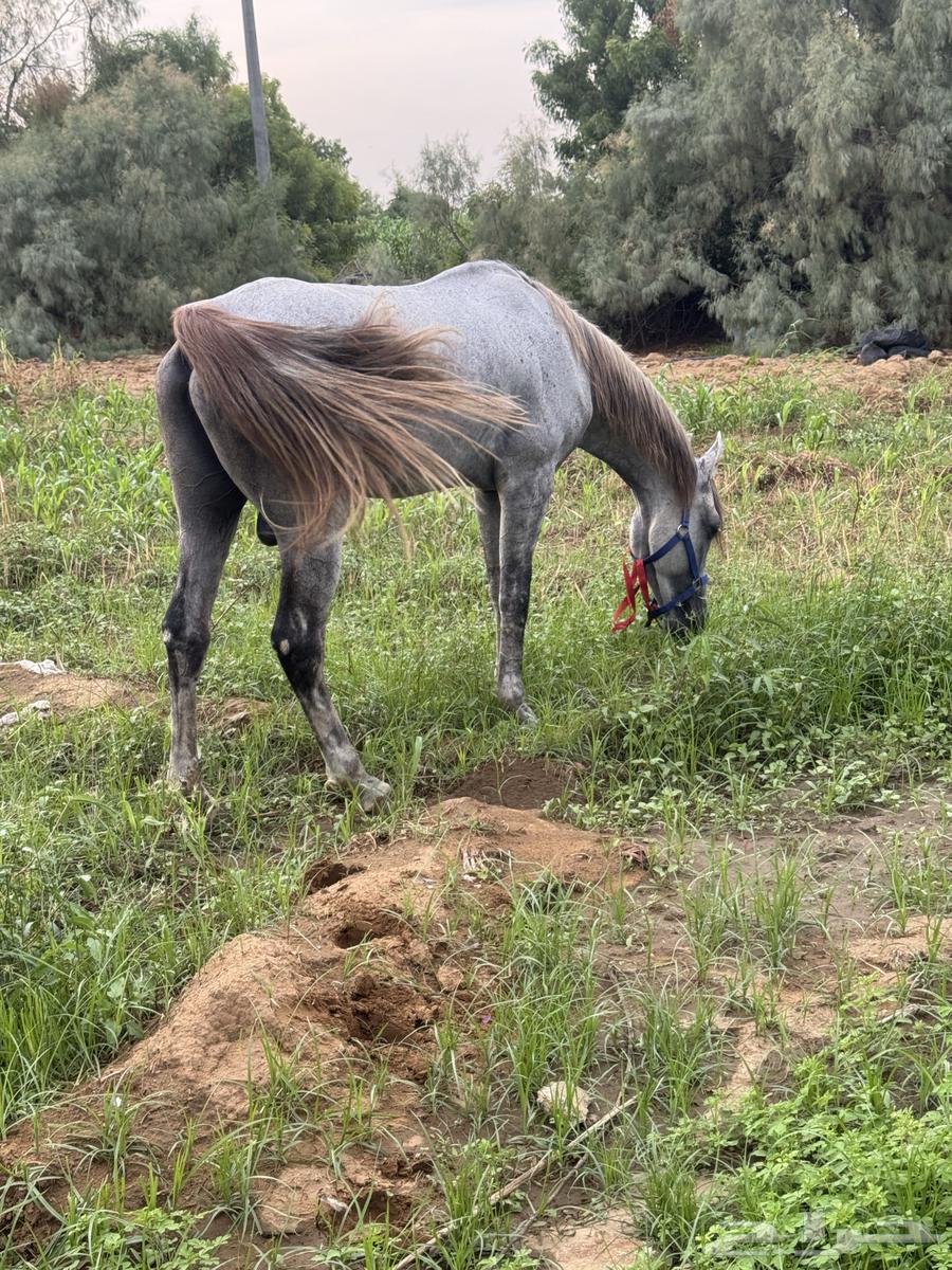 Good and conditioned horse, condition applies64367508246913111