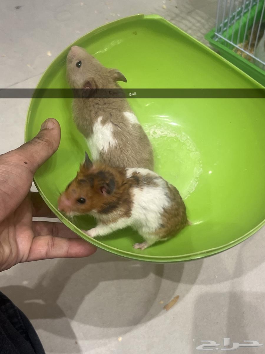 Syrian Hamsters for Sale in Mahayil, Aseer64362922204803110