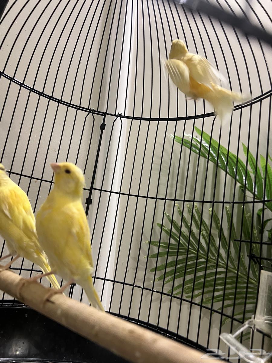 Canary64374568870146114