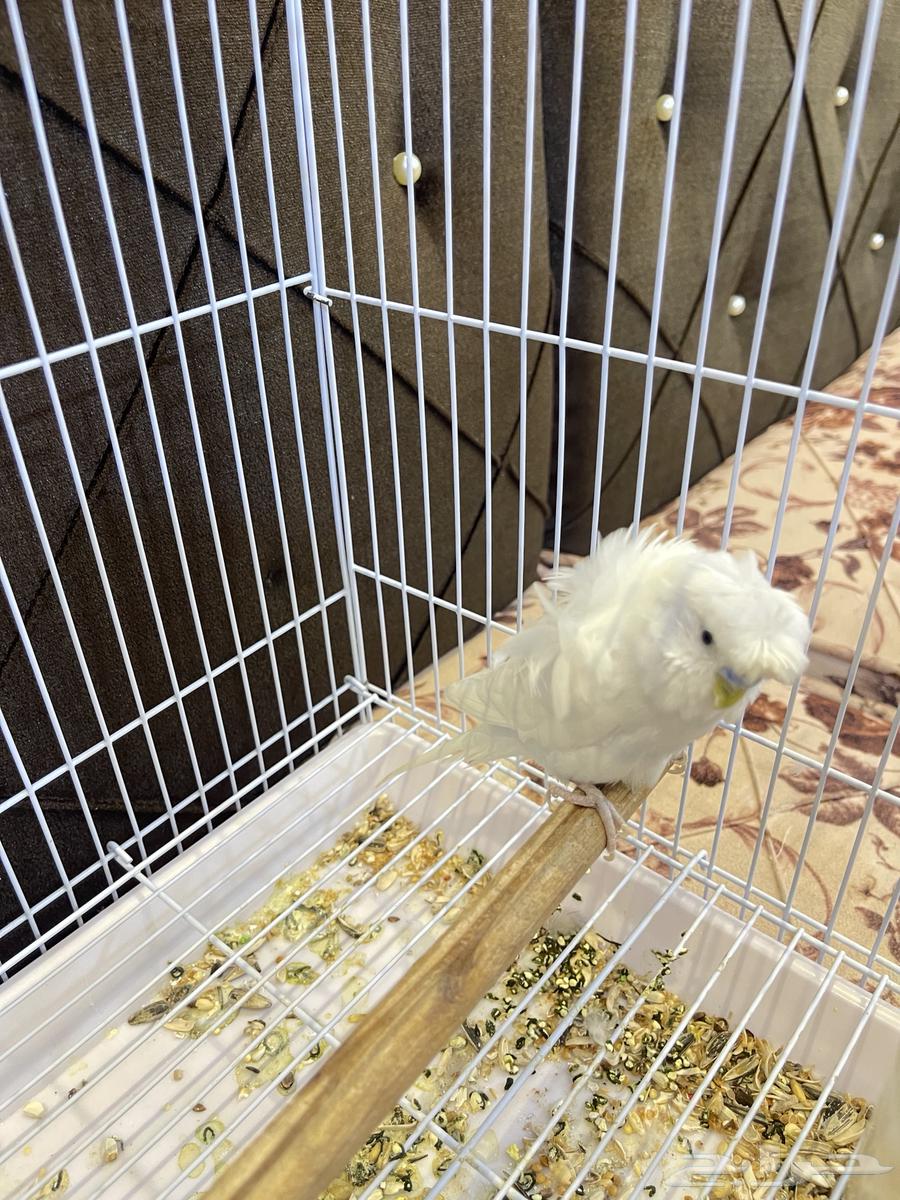 ذكر بادجي هوقو64364292101507111