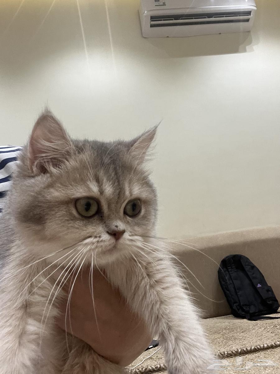 قطة سكوتش فولد ستريت للبيع64363892035843111