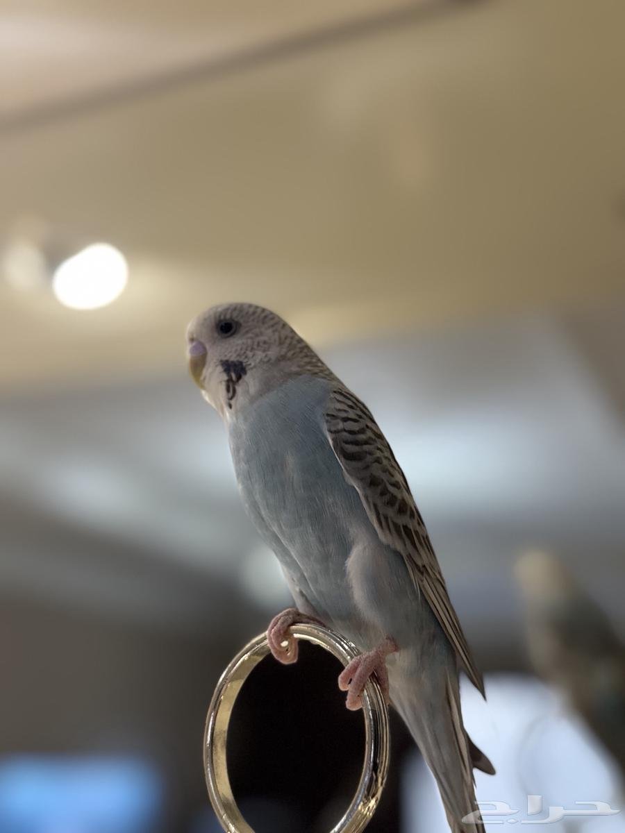 ببغاء بادجي الصحه مافيه شي64365557453569110