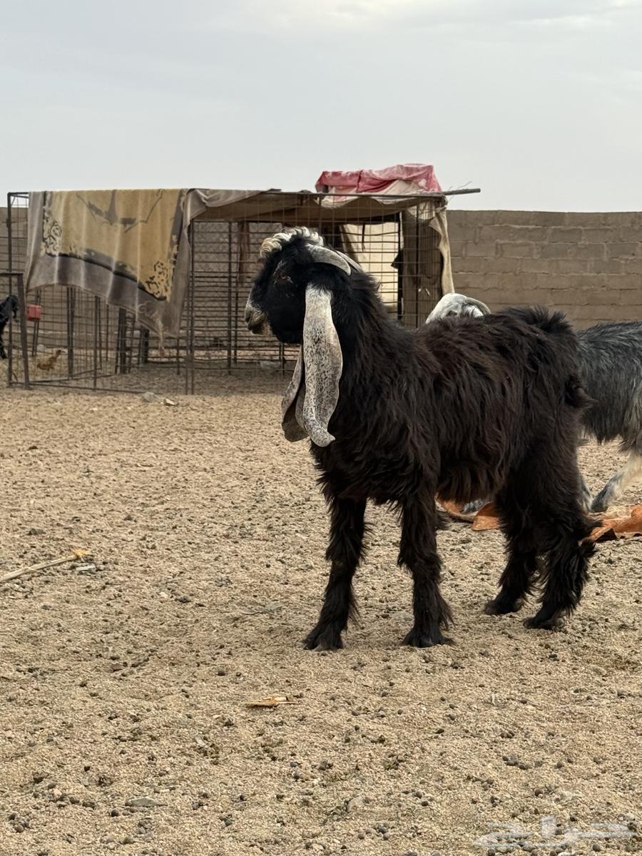 Goat64371452496514111