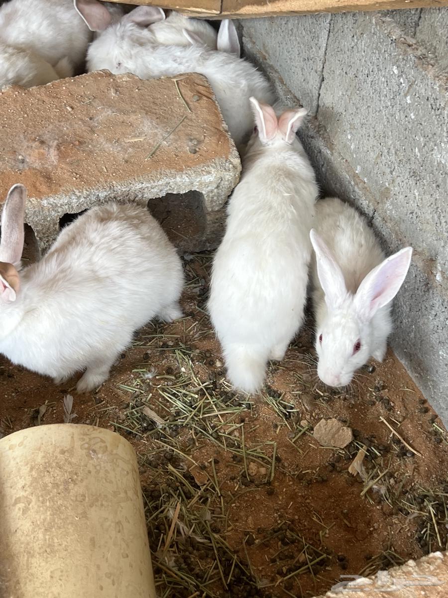 ارانب فرنسي كبار64369806072578110