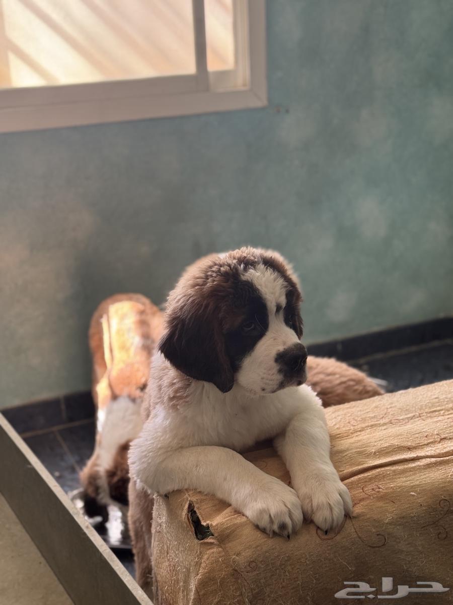 (Saint Bernard) جراوي سانت برنارد للبيع64370439074691110