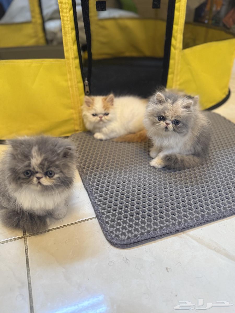 قطط كيتنز بيكي فيس للبيع64365085225474112