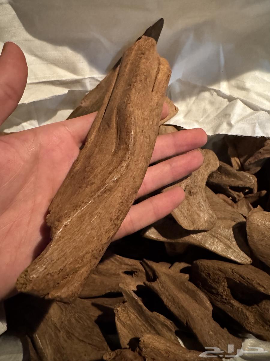 عود موروكي طبيعي دبل سوبر وتربل سوبر64376675013635112