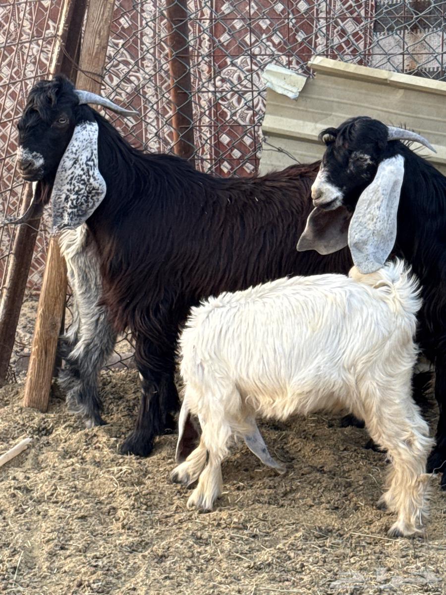 Tios64372038084738113