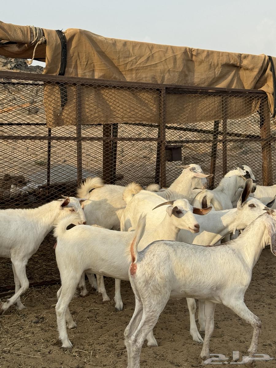 جفار بيشيات ( تم البيع )64373253332995110