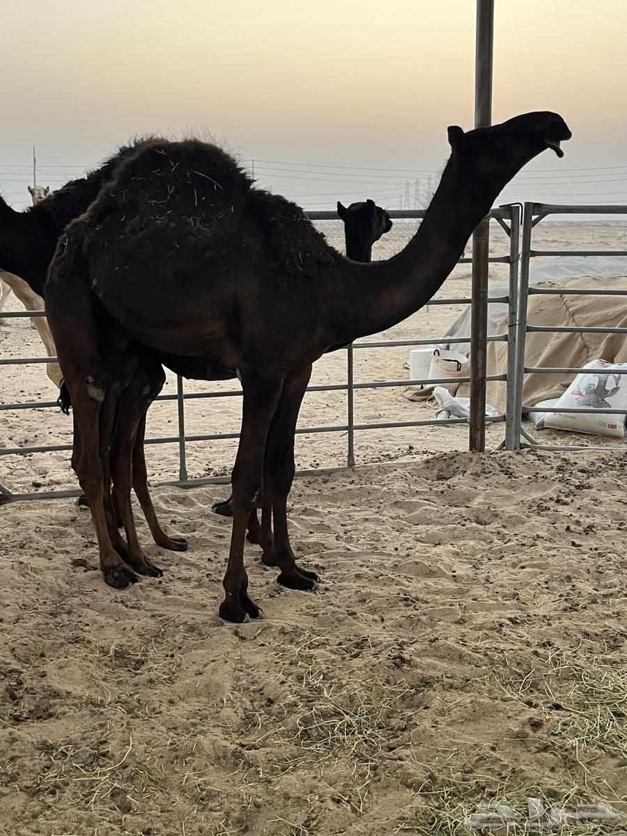 قعدان مجاهيم للبيع64373639684611113