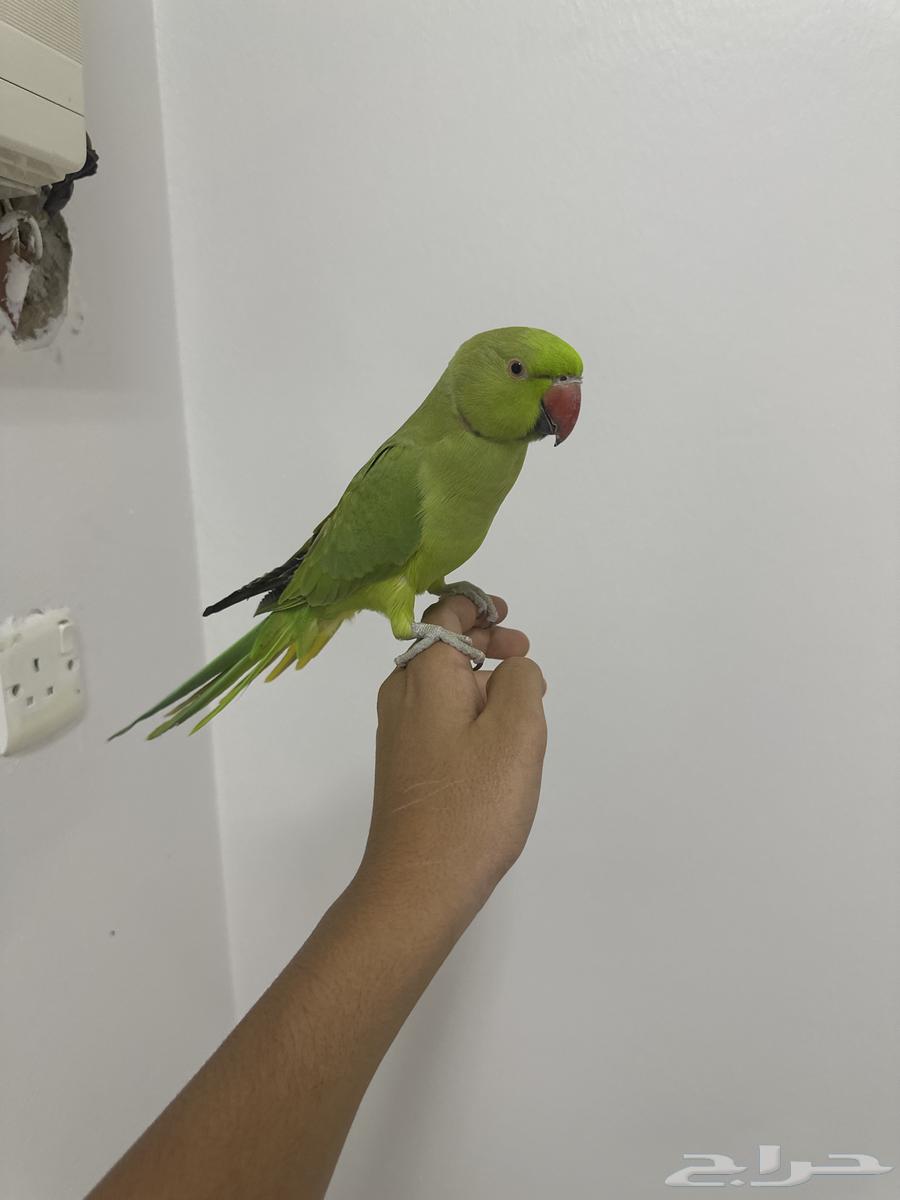 ذكر دره جامبو مايعض أبدا64368061495810110