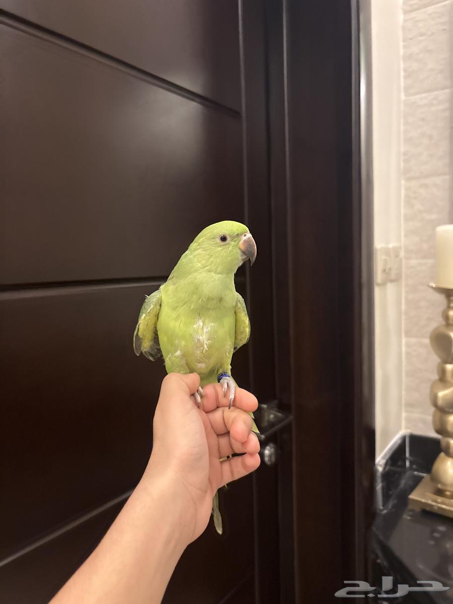 Zaatar, a 7-month-old valley bird63618482275970111
