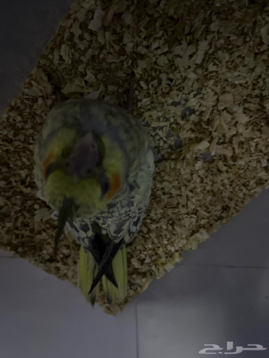 كروان إيزابيل للبيع المستعجل64368266765698111