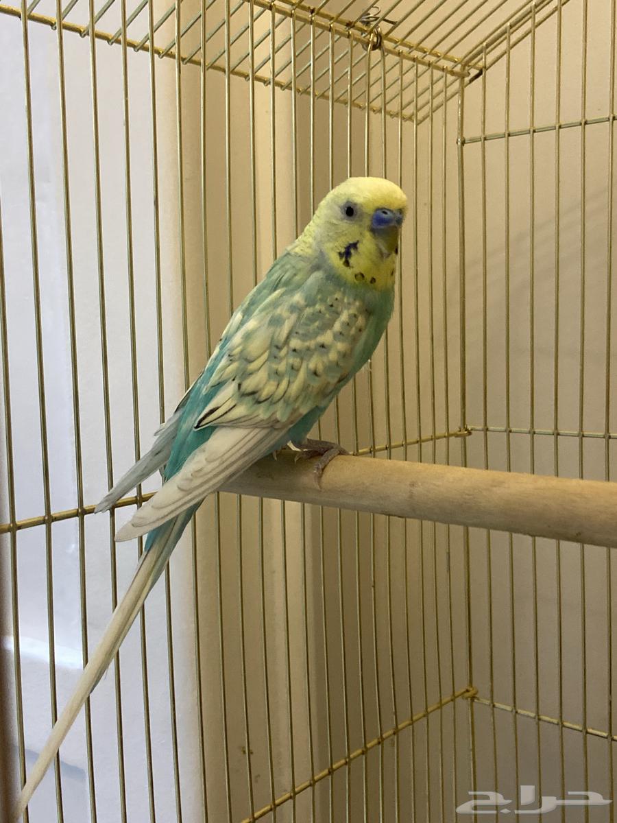 طير بادجي64372565188609110