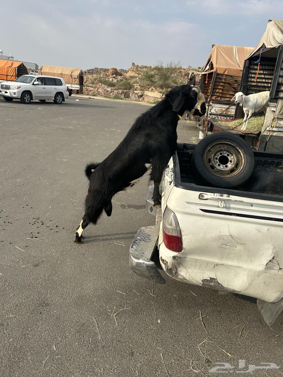 تيس فحل كفو شرط يضرب سنه رباع قالع سديس تقريبا64368820663299113