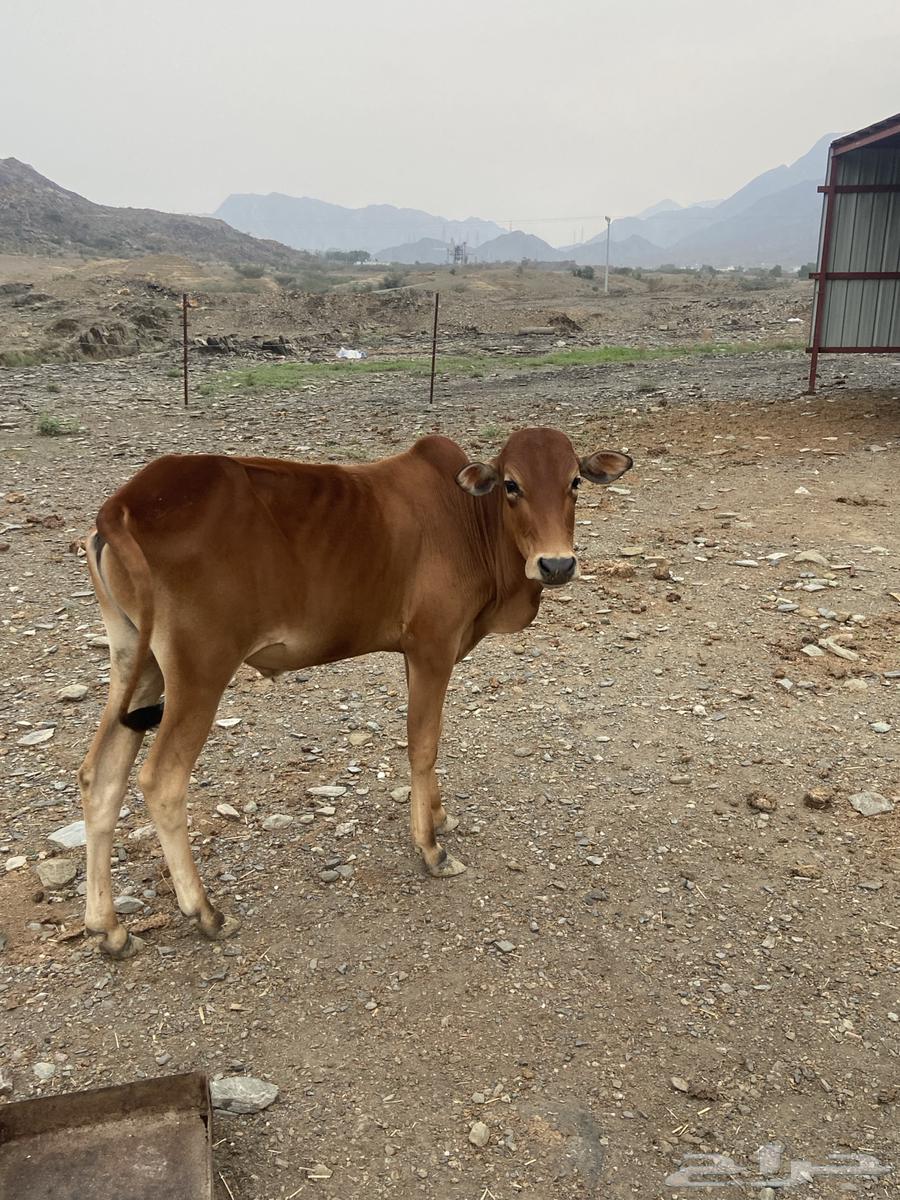 اثنين ذكور للبيع64372741036289111