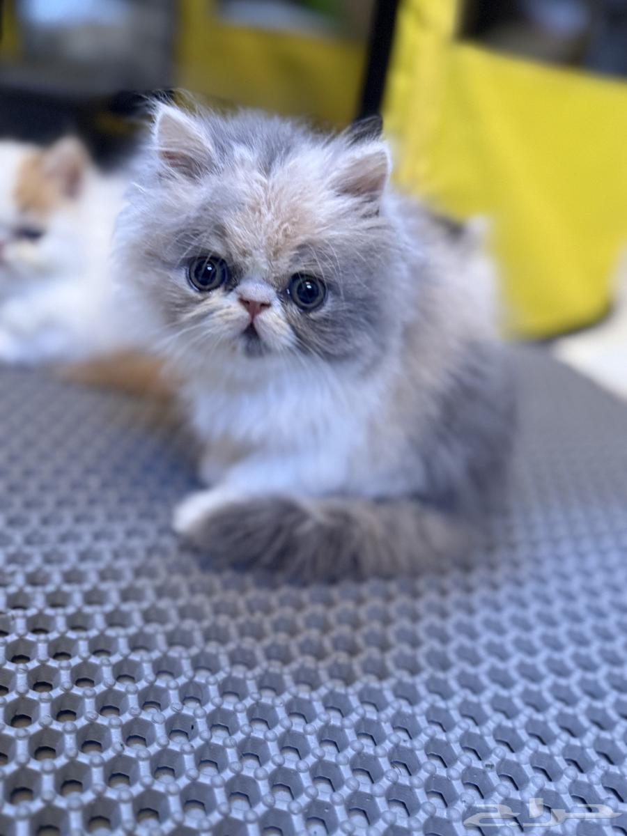 قطط كيتنز بيكي فيس للبيع64365085225474110