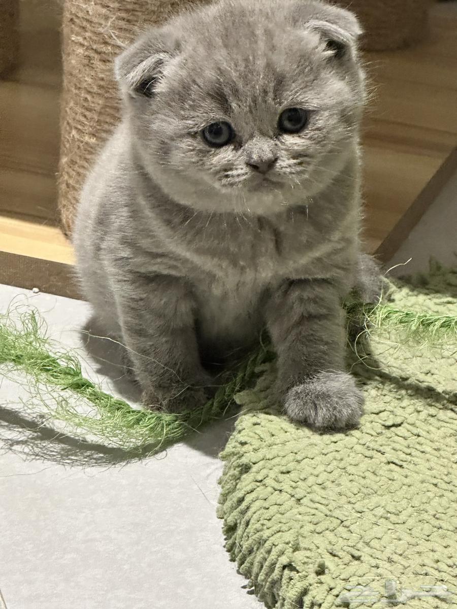 قط كيرلا سكوتلاندي نقي الدم64363681350913111