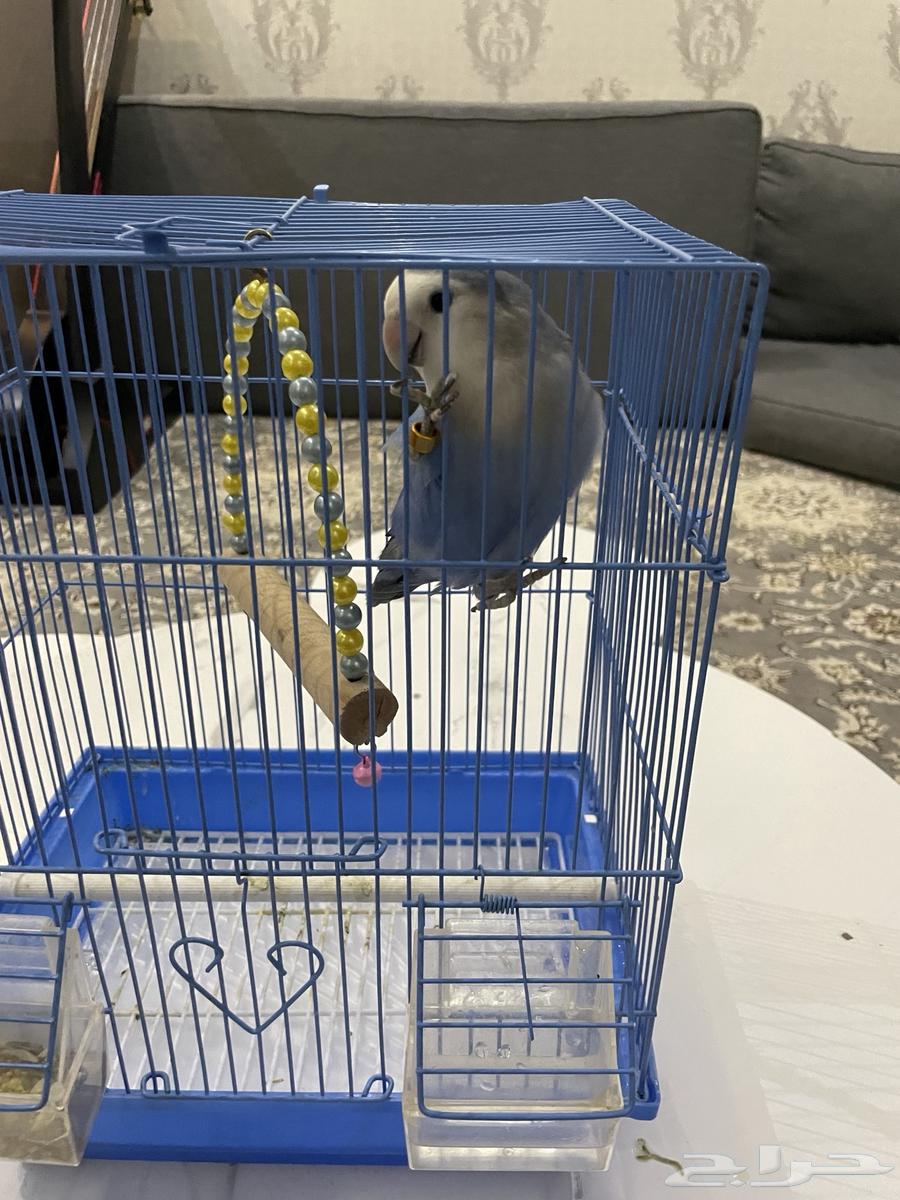 روز فايلوت هدد64371818538370113