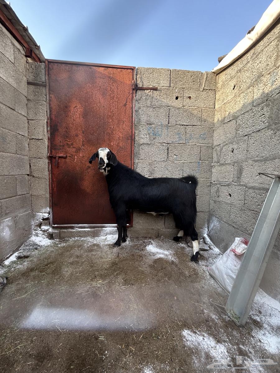 تيس فحل كفو شرط يضرب سنه رباع قالع سديس تقريبا64368820663299110