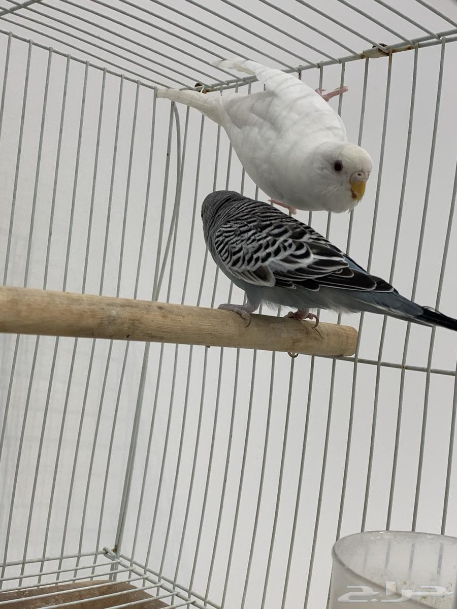 جوز بادجي او عواشق هولندي64373341888257114