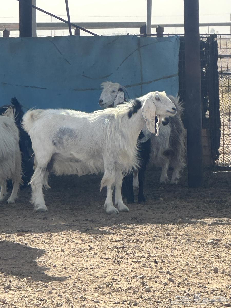 عنز حايل64373418360834110