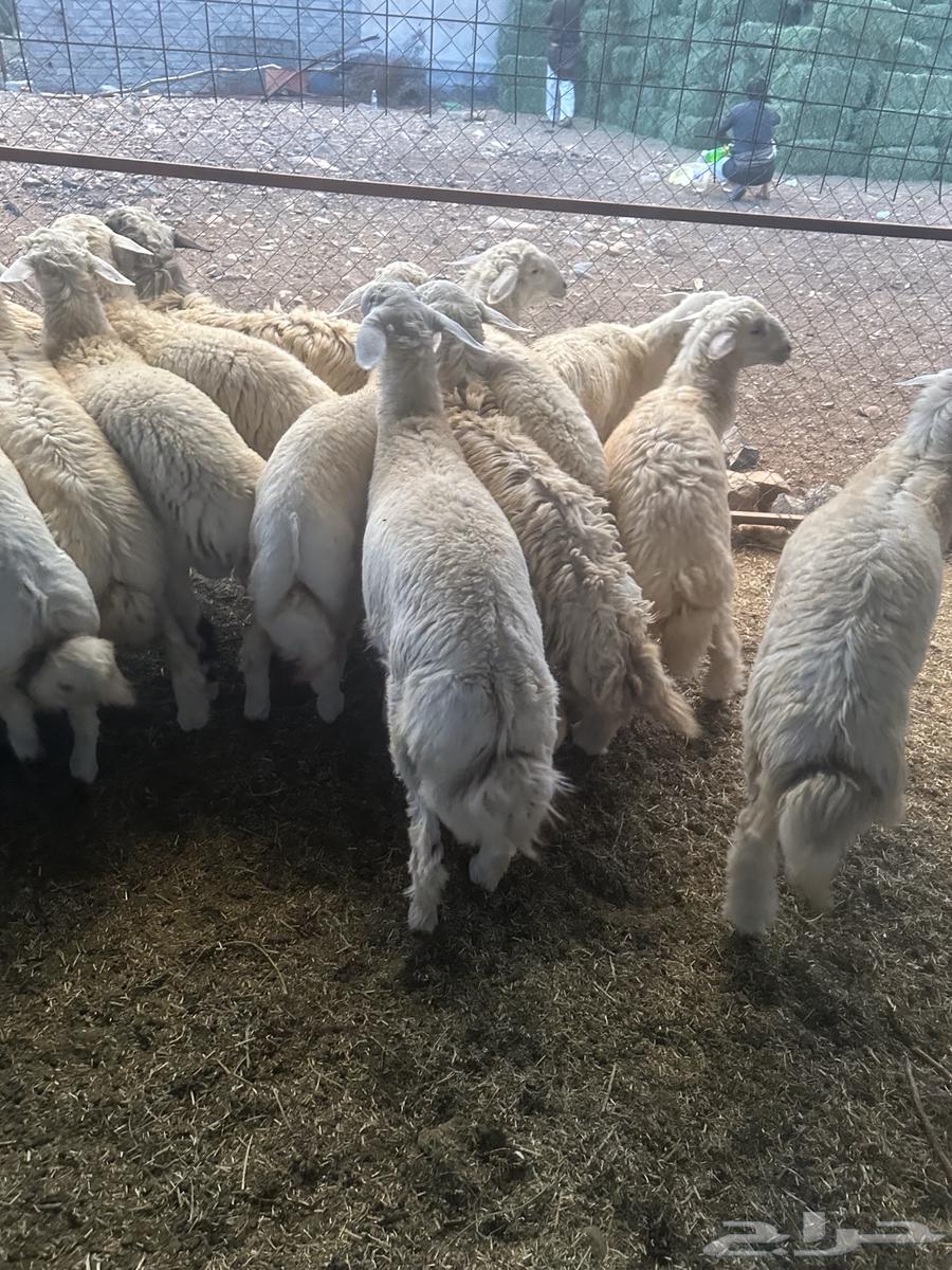 طليان للبيع جملة وتفريد64366879064321110