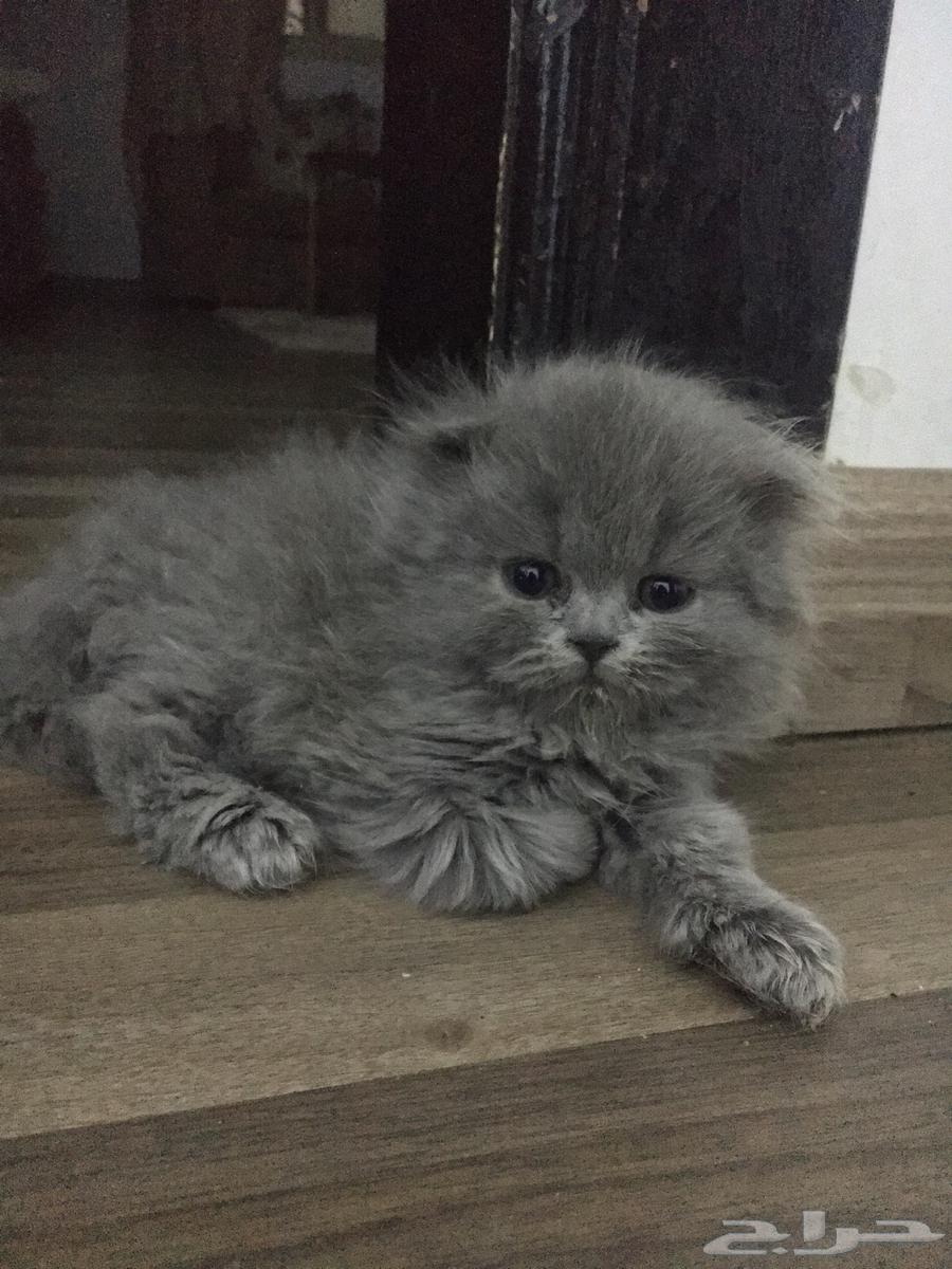 قطط سكوتش فولد بيور64378164208899114