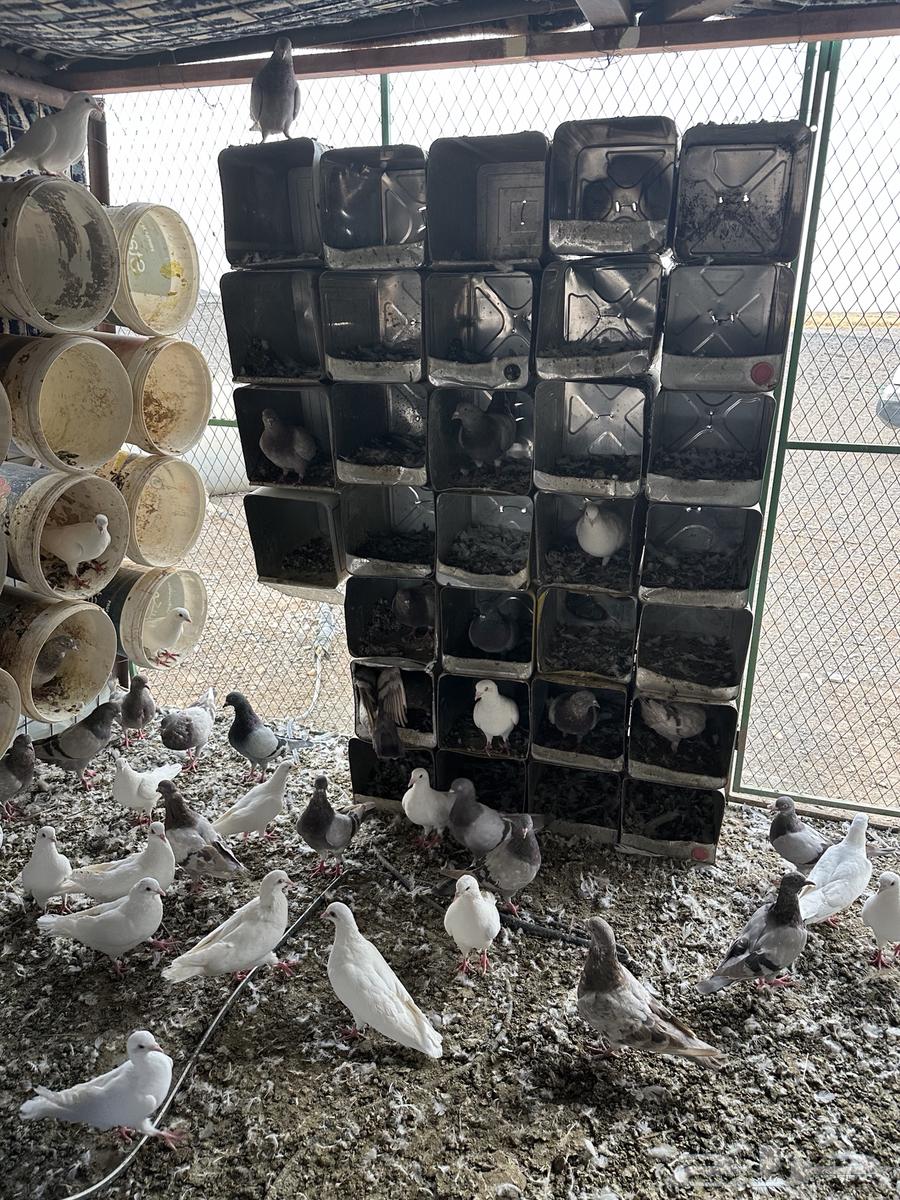 حمام فرنسي سلفر وابيض64372419845122111