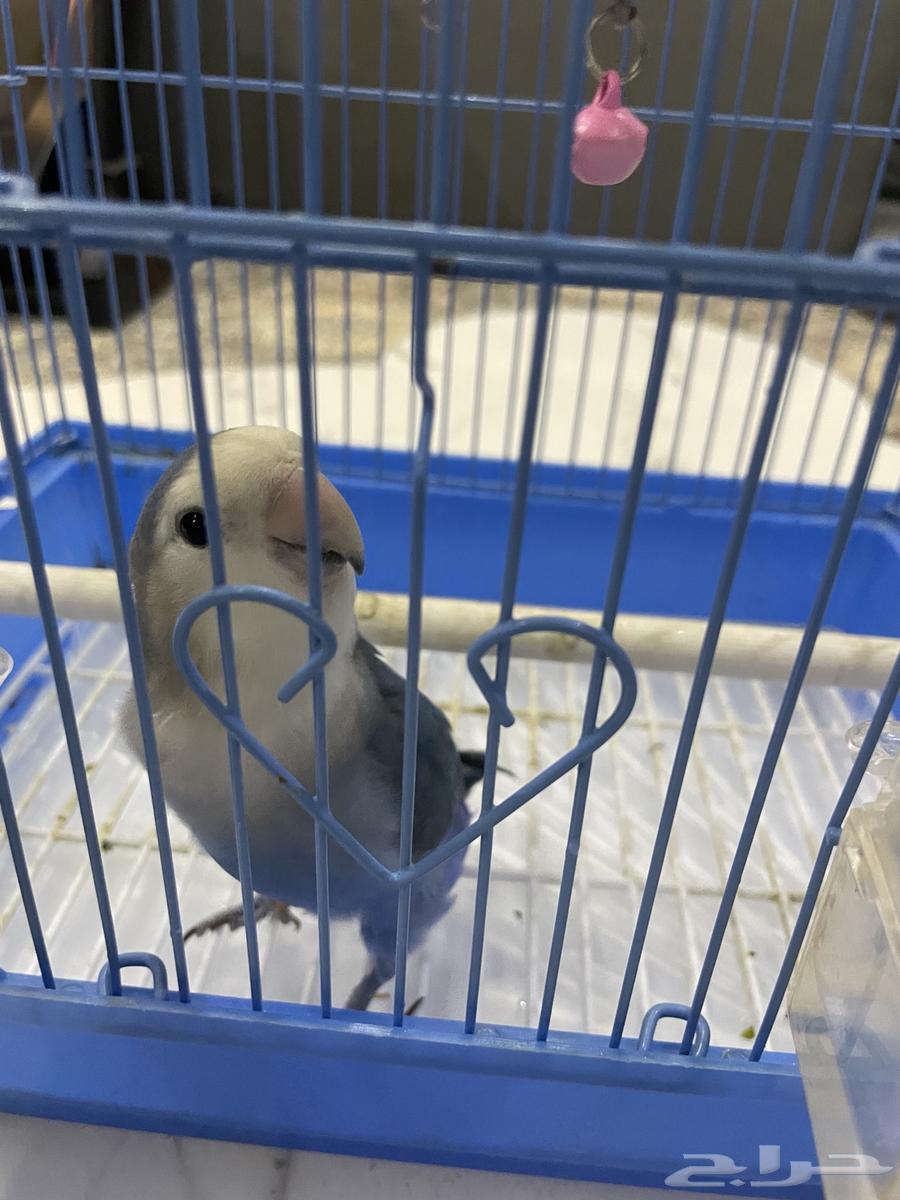 روز فايلوت هدد64371818538370111