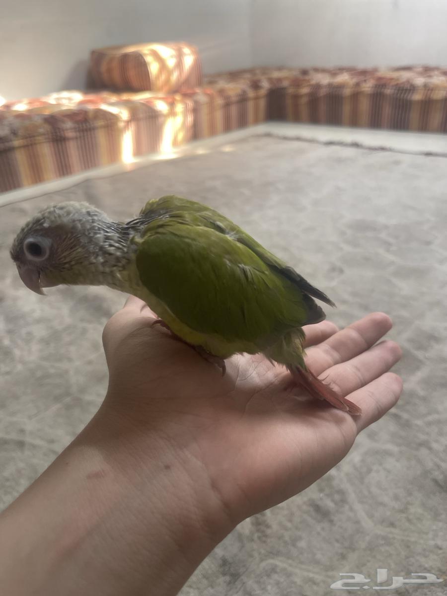 تم البيع كنيور اناناس هدد خارجي64371074574851114