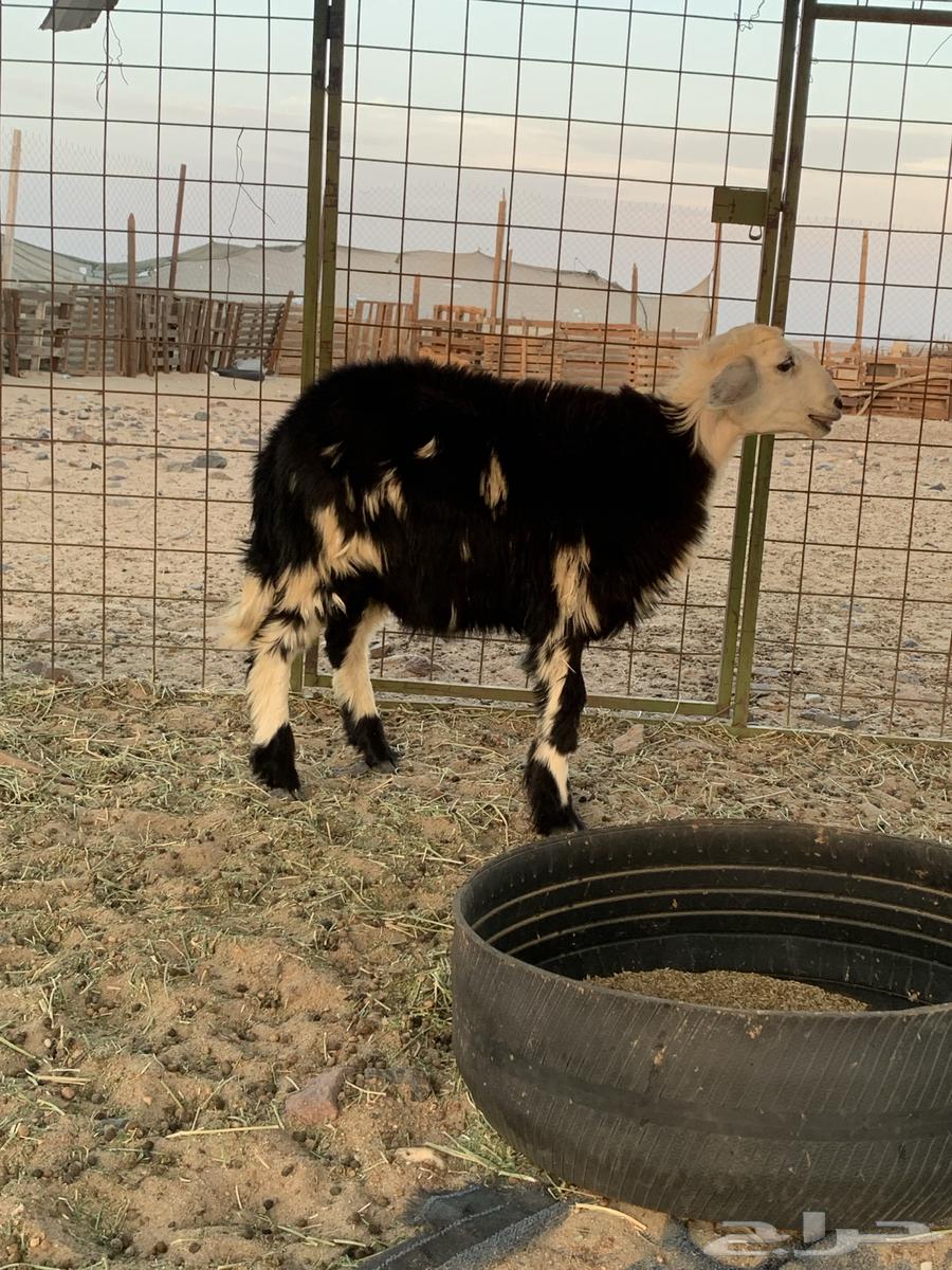 طلي نجدي64372828202242114