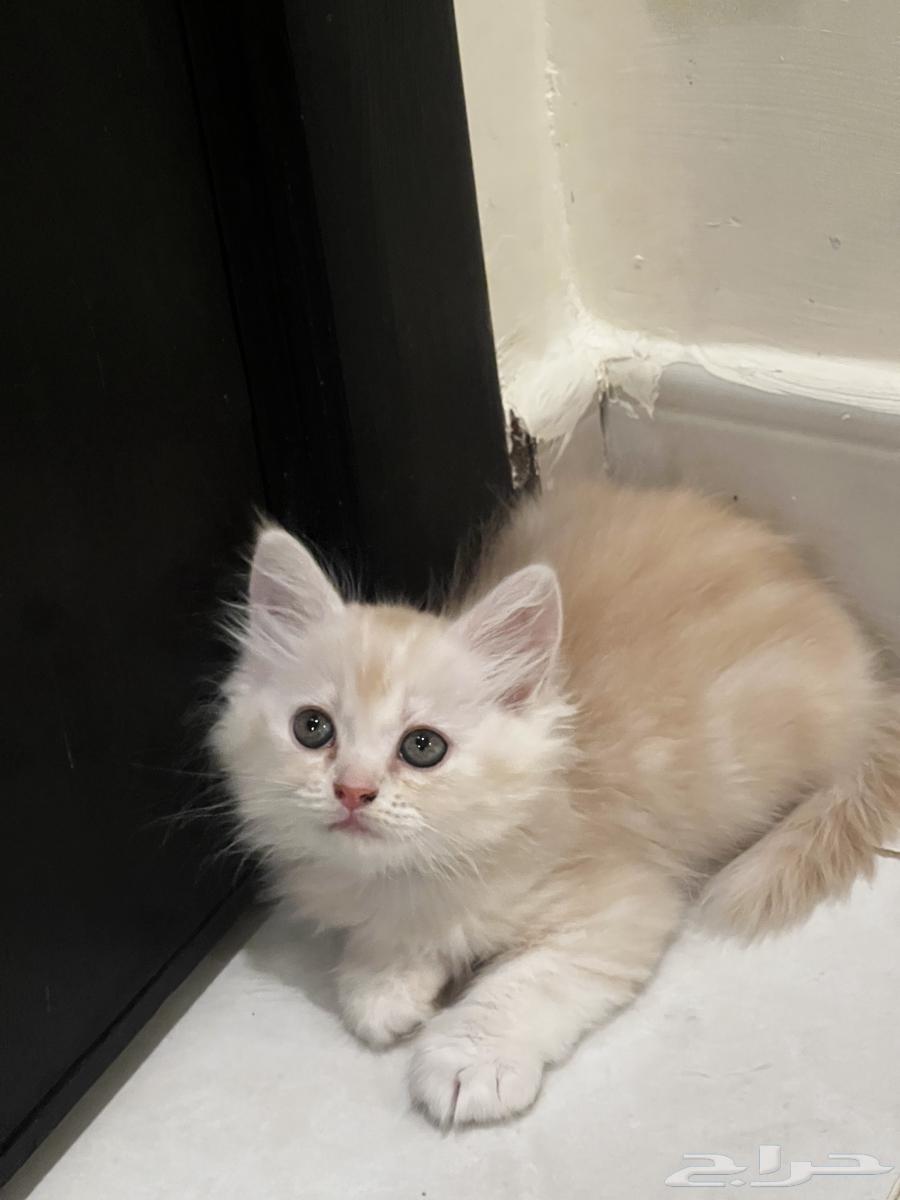 كتن للبيع بسعر رمزي64365454601346110