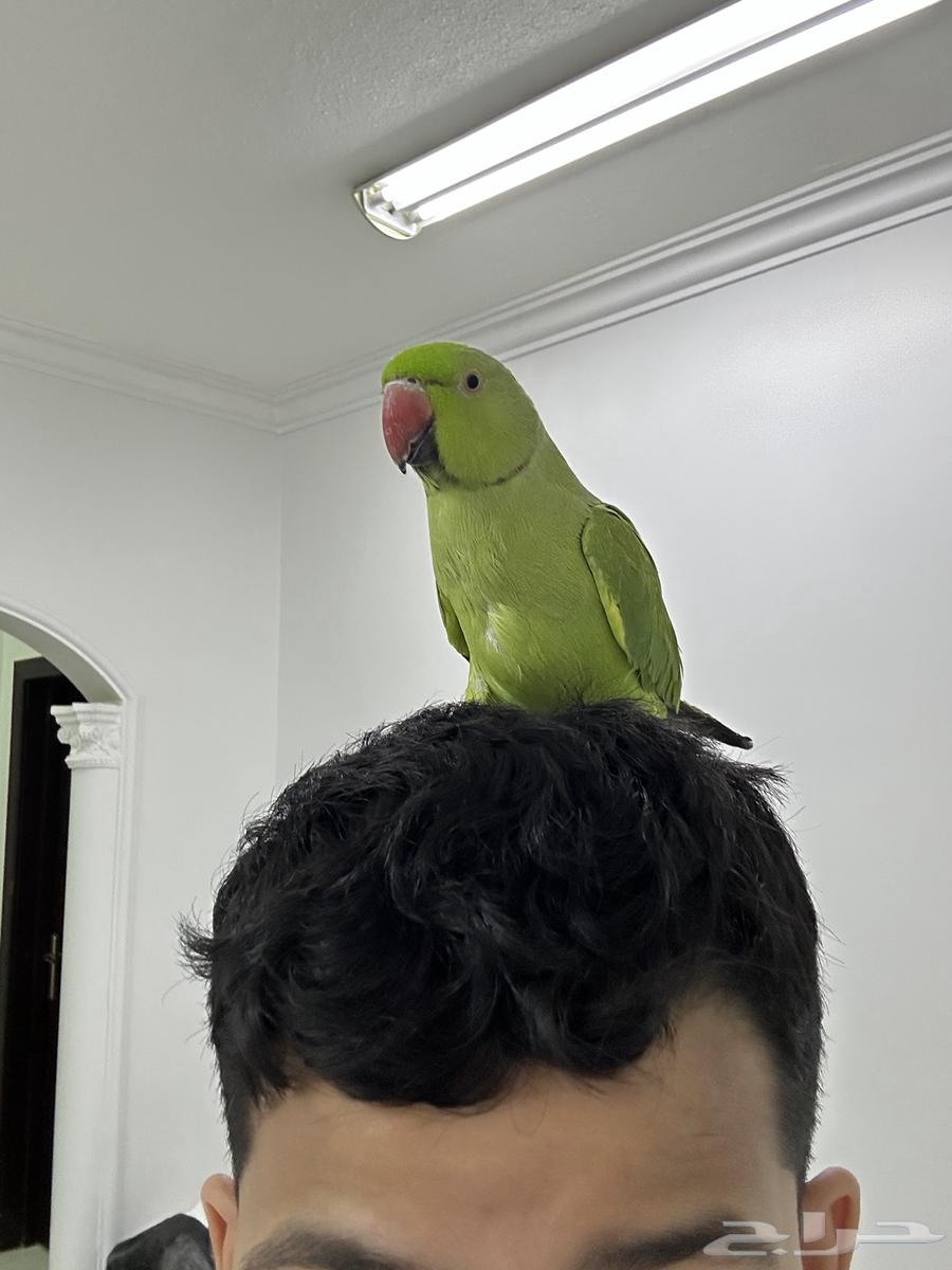 ذكر دره جامبو مايعض أبدا64368061495810112