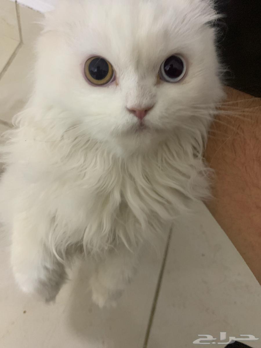 بيع قطتين مع اغراضها 50064371687012482111