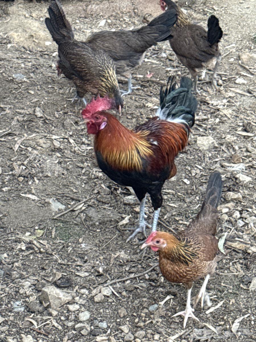 ديوك عربي64372449042817110