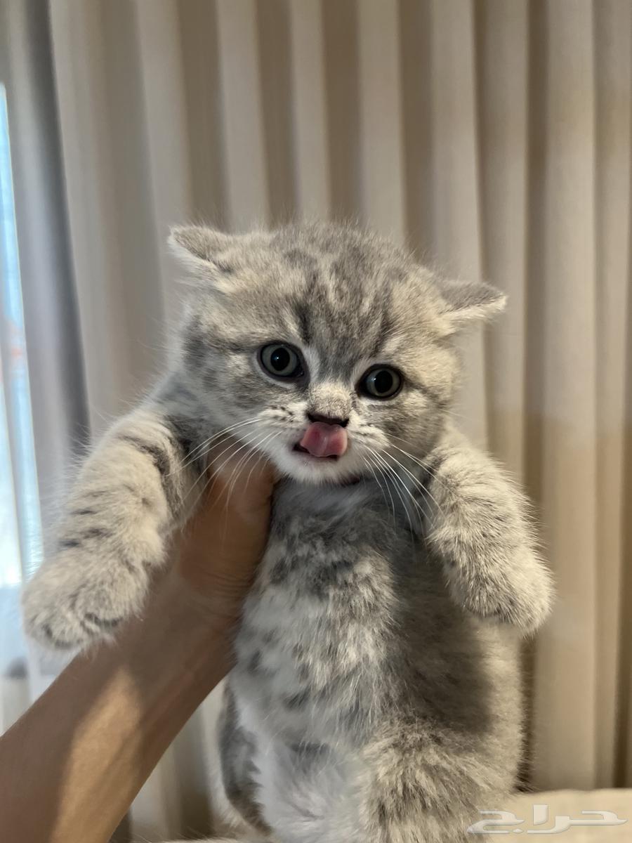 قطط تم البييع64368164065666110