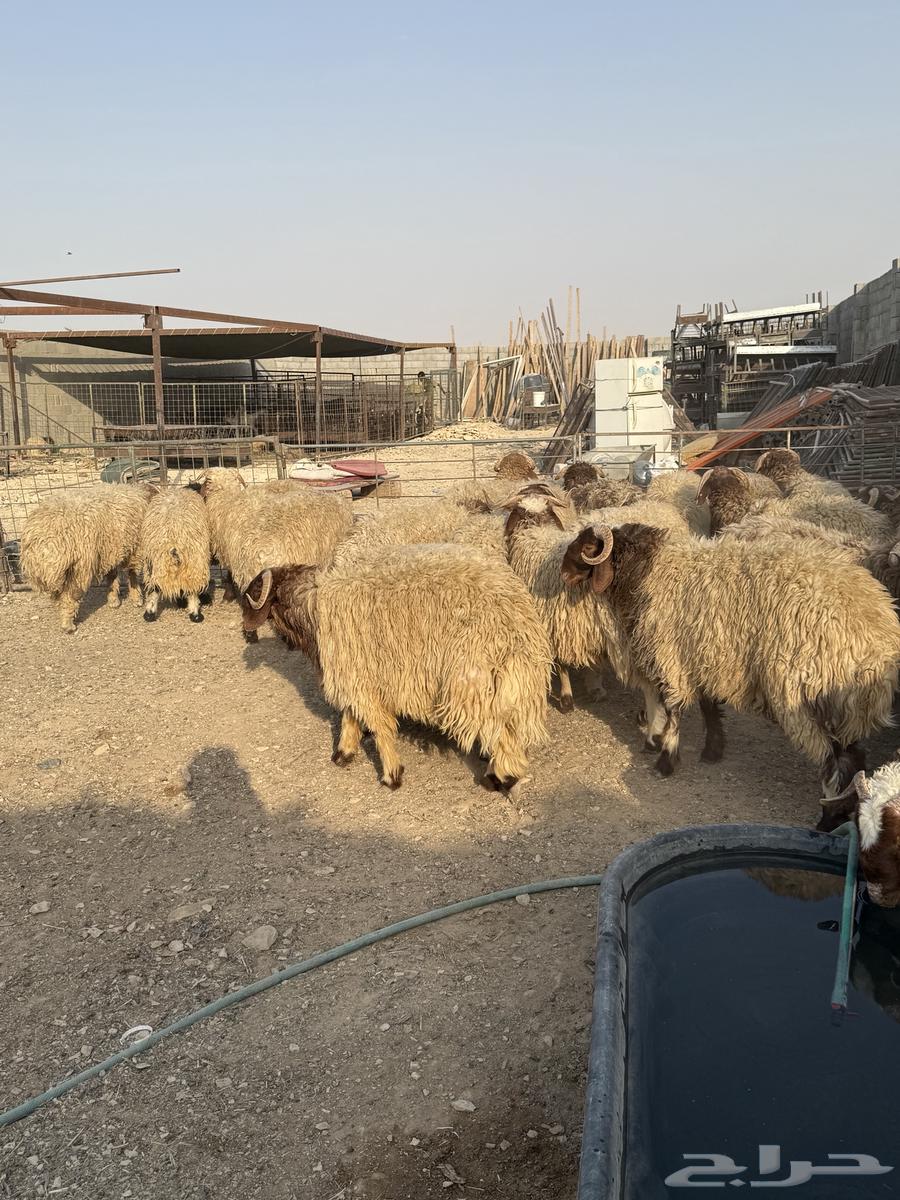 طليان نعيم جبر ناهي كناور64374304632066114