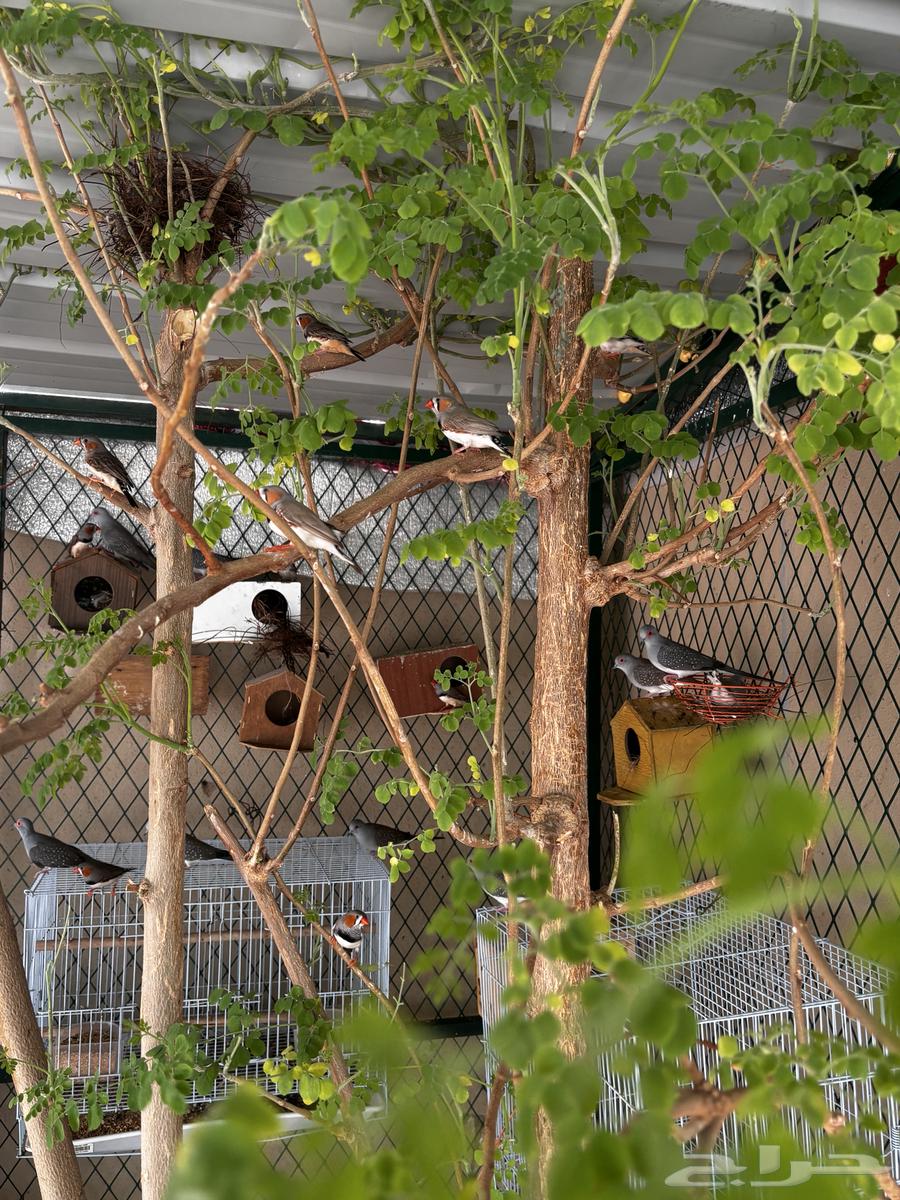 طيور زيبرا64369718734851113