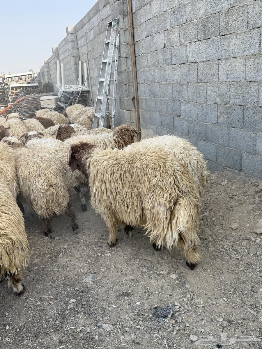 طليان نعيم جبر ناهي كناور64374304632066110